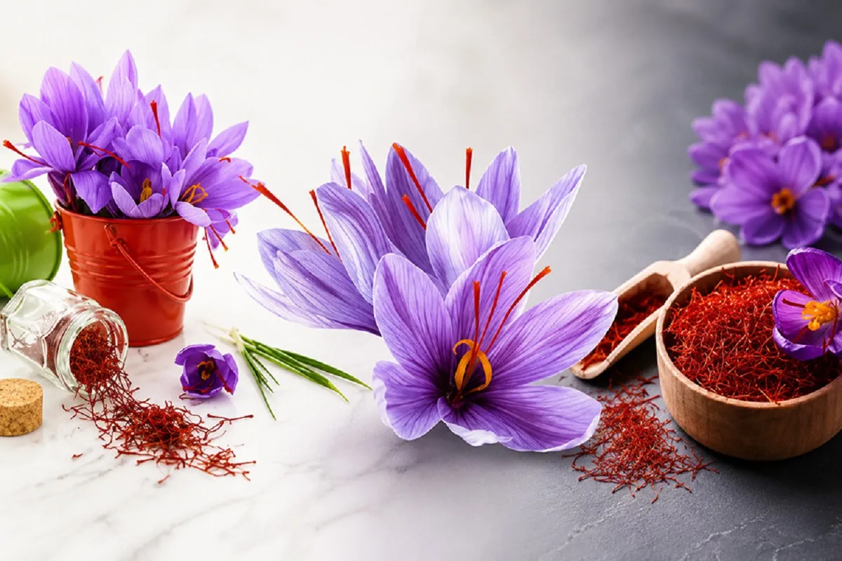 باخرید زعفران اصل،آن را در ظرف شیشهای تیره یا فلزی نگهداری کنید