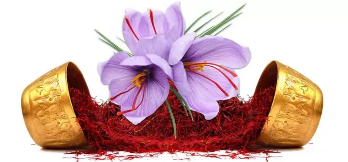 تاریخچه زعفران در فرهنگ ایران جایگاهی ویژه دارد